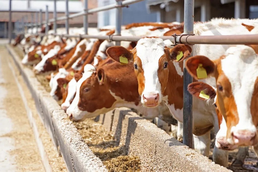 Farmers – Livestock